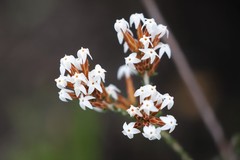 Lysinema pentapetalum