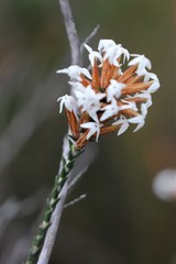 Lysinema pentapetalum