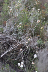 Lysinema pentapetalum