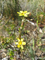 Sisyrinchium graminifolium