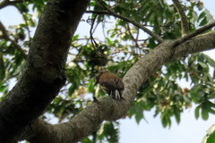 Picumnus nebulosus