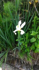 Iris orientalis