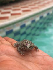 Rhinella beebei