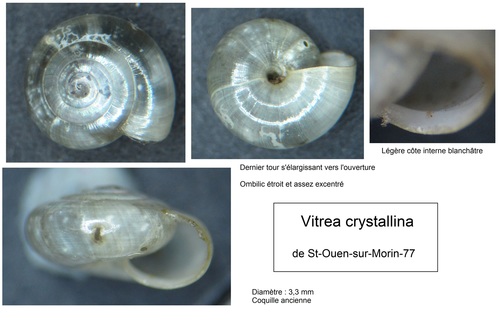 Crystal Snail