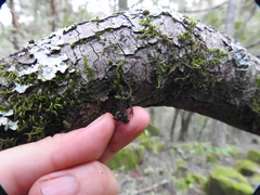 Orthotrichum consimile