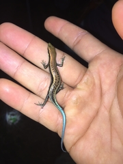 Black-Spotted Skink photo 5
