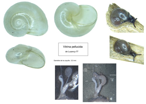 Pellucid Glass-snail
