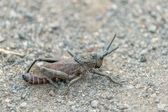 Dictyophorus griseus