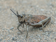 Dictyophorus griseus