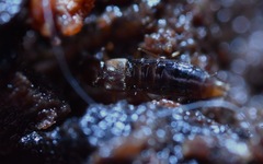 Geostiba circellaris