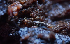 Geostiba circellaris