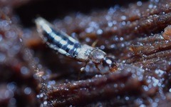 Geostiba circellaris