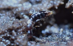 Geostiba circellaris