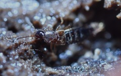 Geostiba circellaris