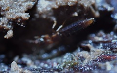 Geostiba circellaris