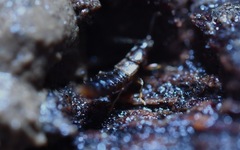 Geostiba circellaris