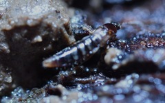 Geostiba circellaris