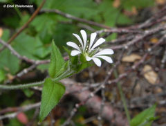Stellaria chilensis