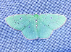 Lissochlora manostigma