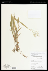 Dichanthelium columbianum