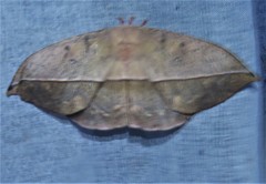 Lonomia santarosensis