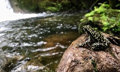 Atelopus laetissimus
