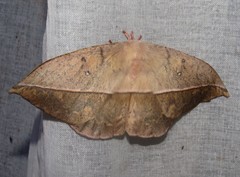 Lonomia santarosensis