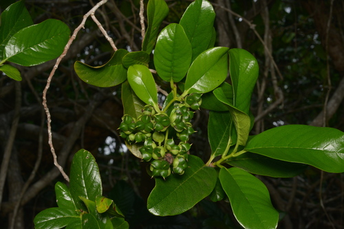 Tetracera billardierei