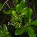 Tetracera billardierei - Photo (c) Pierre-Louis Stenger, μερικά δικαιώματα διατηρούνται (CC BY-NC)