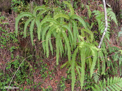 Sticherus squamulosus