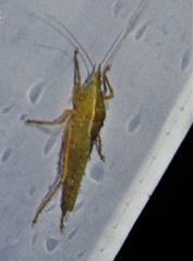 Pyrgocorypha rogersi