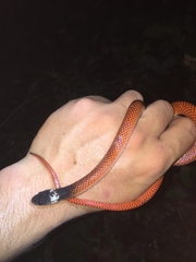 Drepanoides anomalus