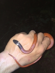 Drepanoides anomalus