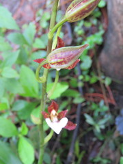 Rhynchostele bictoniensis