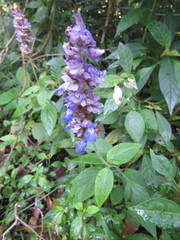 Salvia colonica