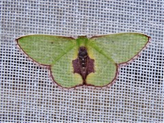 Synchlora astraeoides