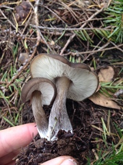 Melanoleuca angelesiana