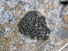 Grimmia anodon