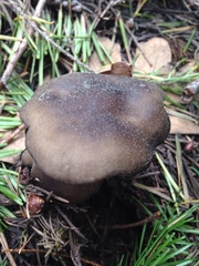 Melanoleuca angelesiana