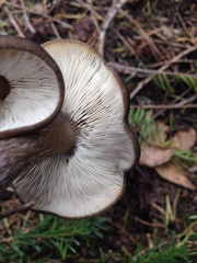 Melanoleuca angelesiana