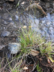Carex serratodens