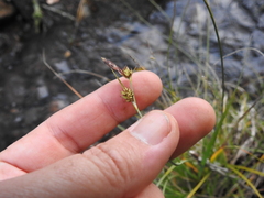Carex serratodens