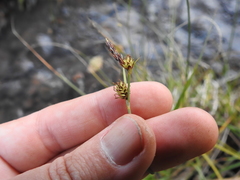Carex serratodens