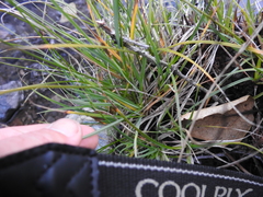 Carex serratodens