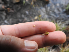 Carex serratodens