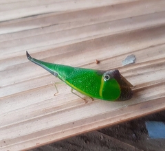 Odontoptera carrenoi
