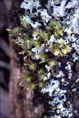 Orthotrichum tasmanicum