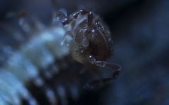 Polydesmus coriaceus