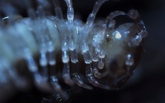 Polydesmus coriaceus