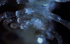 Polydesmus coriaceus